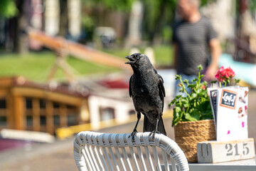 Dohle (Corvus monedula) sitzt auf einem Tisch vor einem Restaurant, mit Speisekarte, Den Helder,...
