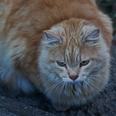 Fototapeta premium close up of a cat