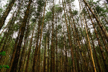 tall spacious  trees and sky Veluwe
