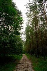 Fototapeta na wymiar two tree lines meeting in forest 