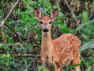 Fawn in Woods: A young fawn white tailed deer stands in the forest in the early morning 