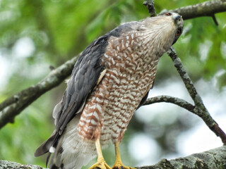 Hawk Looking Up: A Copper's hawk perched in a tree looking up into the tree