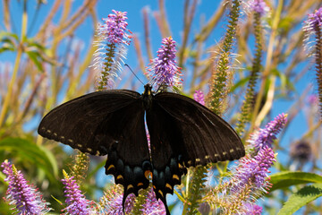 Black Swallowtail butterfly pollinates purple wildflowers in prairie garden