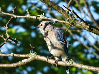 Blue Jay on a Branch: A brilliant blue colored blue jay perched on a branch soaking in the sunshine showing its profile
