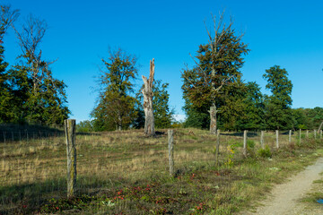 Fototapeta premium Sanddünen, Sandsteppe im Nm Schwarzaturschutzgebiet Sandweier, Baden-Baden im Schwarzwald