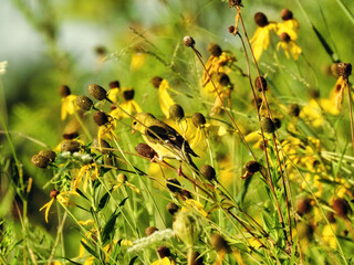 Goldfinch on Flower: An American goldfinch perched on a black-eyed Susan flower bud in the early morning