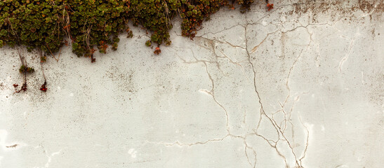 Postarzana, stara pionowa uliczna ściana z teksturą pęknięć., z kolorową rośliną, rozchodnik. Panorama, tło, tapeta.