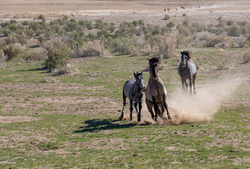 Wild Horses in the Utah Desert in Springtime