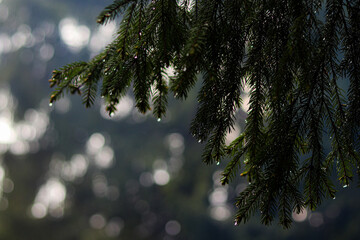 pine needles after rain