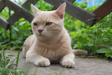 A beautiful ginger cat lies on the path in the park. The fluffy cat is resting. A peachy cat with a large mustache. The animal poses in front of the camera.