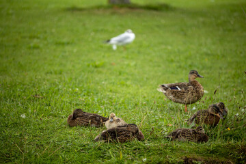 Fototapeta premium ducks in the grass