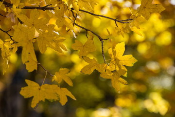 Hojas de arce en un bosque de Aranjuez, España