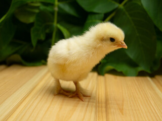New born Chick on a background of plants