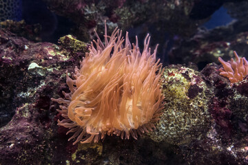 Naklejka na ściany i meble growing underwater bubble-tip anemone