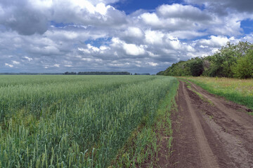 Fototapeta na wymiar growing wheat field