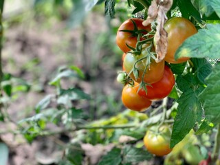 Ripe red tomatoes are hanging on a branch. Growing tomatoes.