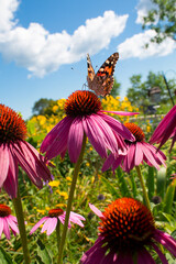 Painted Lady Butterfly feeds on colorful flowers and daisies in a beautiful garden