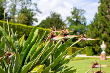 Strelitzia reginae, the crane flower, bird of paradise, or isigude 