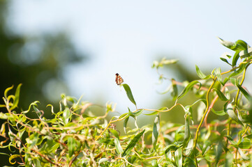 Summer / Butterfply on Corkscrew Willow
