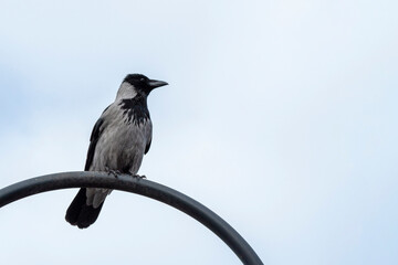 close-up of a crow sitting on a chimney against a gray sky. Copy space