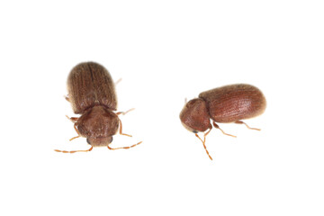 The drugstore beetles (Stegobium paniceum), also known as the bread beetle or biscuit beetle from...