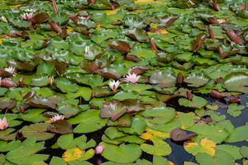 water lily covered lake