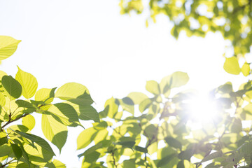 エコ　新緑　壁紙　コピースペース