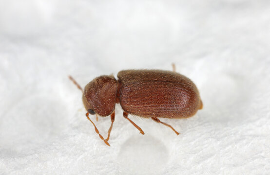 The drugstore beetle (Stegobium paniceum), also known as the bread beetle or biscuit beetle from family Anobiidae. insect on a paper towel.
