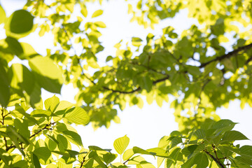 エコ　新緑　壁紙　コピースペース