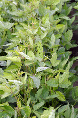 Soybean plants damaged by Lupine beetle - Charagmus (formerly Sitona) gressorius and griseus - a specieses of weevils Curculionidae, pest of lupines and other Fabaceae.