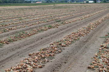 Rows of onion during the harvest