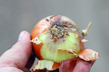 Onion damaged by Delia antiqua, commonly known as the onion fly, is a cosmopolitan pest of crops....