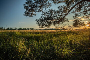 Thickets of grass lit by the setting sun against the background of a field and a pine branch. Selective focus.