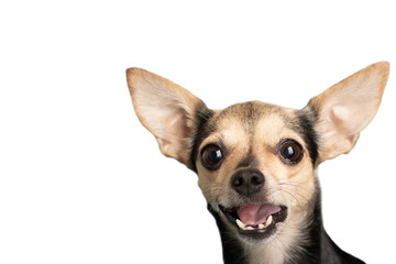 dog is funny, cheerful, happy,small puppy is active for dog food, isolated on a white background