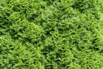 Thuja Background