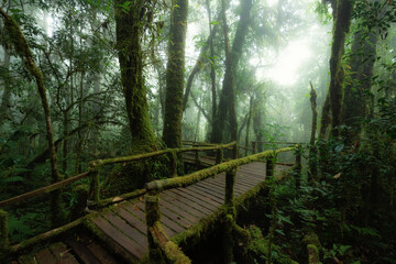 Obraz premium Doi Inthanon Nature Trail at Chom Thong District Chiang Mai Province, Thailand.