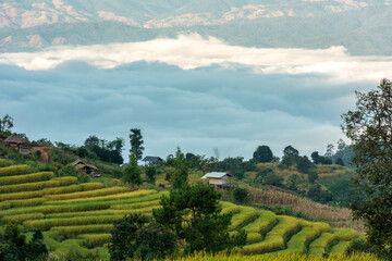 Naklejka premium The beautiful rice terraces are located on a mountain at Pong Piang Village, Chom Thong District, Chiang Mai Province.