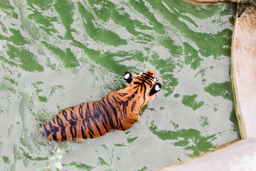 Amur tiger swimming in the pool. Portrait of a swimming Siberian Tiger in the safari park.