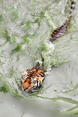 Amur tiger swimming in the pool. Portrait of a swimming Siberian Tiger in the safari park.