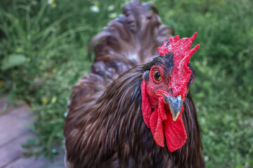 A brown rooster with a red comb walks through the garden and poses for the photographer against the backdrop of greenery and a boardwalk. close-up. Summer sunny day. Domestic rooster 