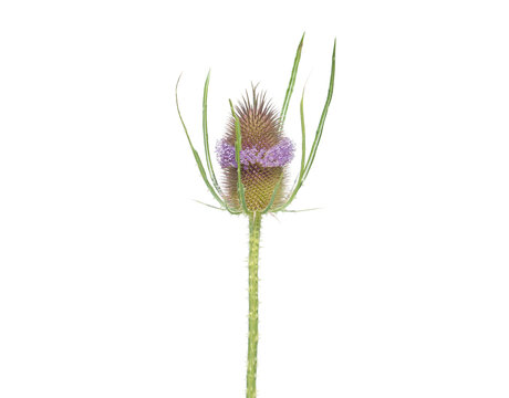 Wild teasel flower head isolated on white, Dipsacus fullonum