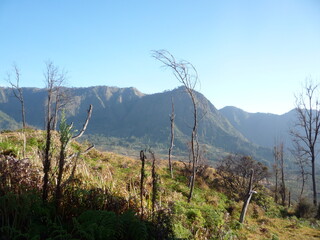 trees in the mountains