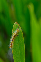 colorful yellow slug worm on green leaf closeup