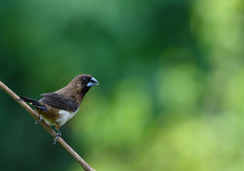 colorful White-rumped Lonchura  bird perched on dry tree branches , thailand