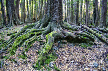 Mysterious twisted tree roots in the misty beech forest near Lake Rere and Lake Wakatipu,...