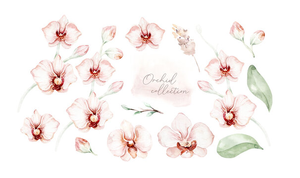 Set of Watercolor illustration Tropical Orchid. Isolated illustration . Exotic blossom flower. Summer tropical bloom. Trendy fabric
