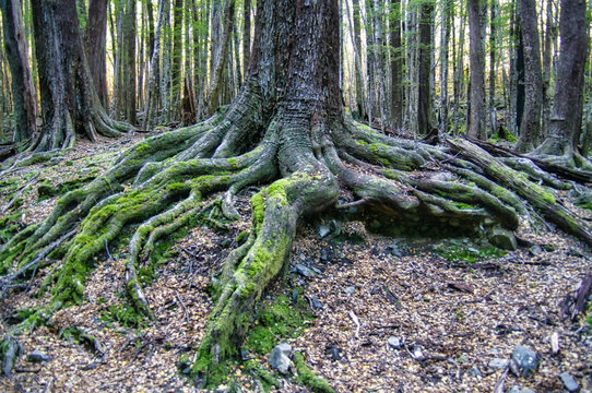 Mysterious twisted tree roots in the misty beech forest near Lake Rere and Lake Wakatipu, Queenstown, South Island, New Zealand. 