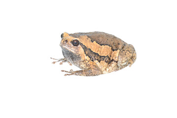 colorful banded bullfrog on white background close up