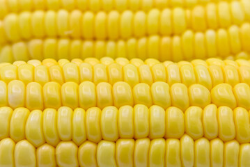 colorful ripe sweetcorn on white background closeup