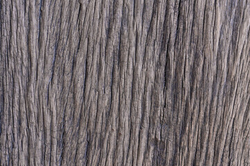 abstract background of old tree bark surface close up